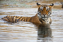 Bengal Tiger (Panthera tigris tigris) female cooling off in waterhole, Ranthambore National Park, India