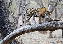 Bengal Tiger (Panthera tigris tigris) yearling cub climbing tree, Ranthambore National Park, India
