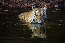 Bengal Tiger (Panthera tigris tigris) cub cooling off in waterhole, Ranthambore National Park, India