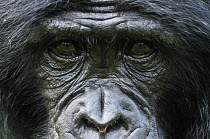 Bonobo (Pan paniscus) staring, native to central Africa