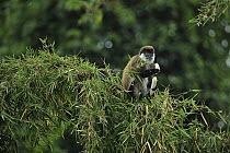 Bale Mountains Vervet Monkey (Chlorocebus djamdjamensis) feeding on bamboo, Harenna Forest, Bale Mountains National Park, Ethiopia