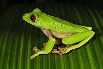 Gliding Leaf Frog (Agalychnis spurrelli), Cauca, Colombia