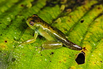 Palmer's Treefrog (Hyloscirtus palmeri) froglet with tadpole tail, San Cipriano, Colombia