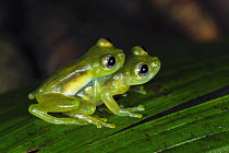 Leaf Frog (Cochranella spinosa) pair mating, San Cipriano, Colombia