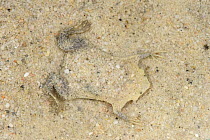 Surinam Toad (Pipa pipa) camouflaged under sand, Leticia, Colombia