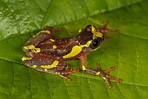 Sarayacu Treefrog (Dendropsophus sarayacuensis), Leticia, Colombia