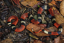 Common False Coral Snake (Erythrolamprus aesculapii), Leticia, Colombia