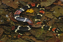 Aquatic Coral Snake (Micrurus surinamensis) in water, Leticia, Colombia