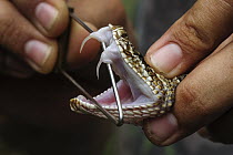 Aruba Rattlesnake (Crotalus durissus) fangs, native to South America