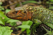 Guyana Caiman Lizard (Dracaena guianensis), Leticia, Colombia
