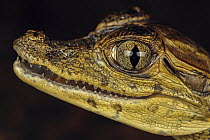 Spectacled Caiman (Caiman crocodilus) young, Leticia, Colombia