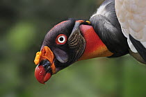 King Vulture (Sarcoramphus papa), native to South America