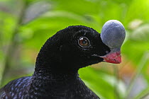 Helmeted Curassow (Pauxi pauxi), native to South America