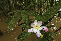 Gustavia (Gustavia augusta) flowering in flooded forest of the Amazon, Amacayacu National Park, Leticia, Colombia