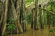 Fig (Ficus sp) tree with exposed stilt roots in flooded forest of the Amazon, Amacayacu National Park, Leticia, Colombia