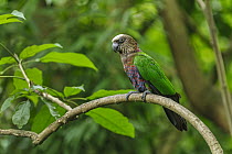Red-fan Parrot (Deroptyus accipitrinus), native to South America