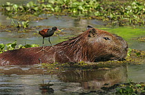 Capybara (Hydrochoerus hydrochaeris) with Wattled Jacana (Jacana jacana) on its back, Pantanal, Mato Grosso, Brazil