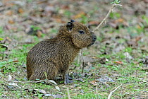 Capybara (Hydrochoerus hydrochaeris) young, Pantanal, Mato Grosso, Brazil