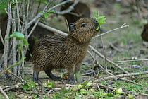 Capybara (Hydrochoerus hydrochaeris) young browsing, Pantanal, Mato Grosso, Brazil