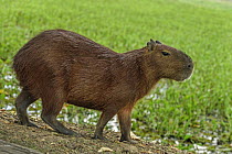 Capybara (Hydrochoerus hydrochaeris), Pantanal, Mato Grosso, Brazil