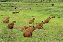 Capybara (Hydrochoerus hydrochaeris) group on pond shore, Pantanal, Mato Grosso, Brazil