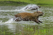 Capybara (Hydrochoerus hydrochaeris) pair running through water, Pantanal, Mato Grosso, Brazil