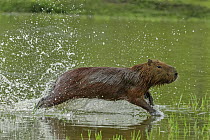 Capybara (Hydrochoerus hydrochaeris) running through water, Pantanal, Mato Grosso, Brazil