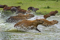 Capybara (Hydrochoerus hydrochaeris) group running through water, Pantanal, Mato Grosso, Brazil