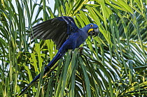 Hyacinth Macaw (Anodorhynchus hyacinthinus) balancing on palm frond, Pantanal, Mato Grosso, Brazil