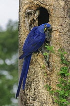 Hyacinth Macaw (Anodorhynchus hyacinthinus) at nest cavity, Pantanal, Mato Grosso, Brazil