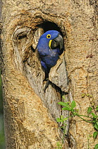 Hyacinth Macaw (Anodorhynchus hyacinthinus) in nest cavity, Pantanal, Mato Grosso, Brazil