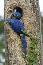Hyacinth Macaw (Anodorhynchus hyacinthinus) pair at nest cavity, Pantanal, Mato Grosso, Brazil
