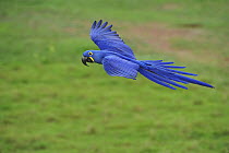 Hyacinth Macaw (Anodorhynchus hyacinthinus) flying, Pantanal, Mato Grosso, Brazil