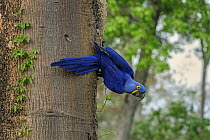 Hyacinth Macaw (Anodorhynchus hyacinthinus), Pantanal, Mato Grosso, Brazil
