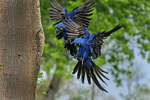 Hyacinth Macaw (Anodorhynchus hyacinthinus) pair flying, Pantanal, Mato Grosso, Brazil