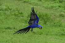 Hyacinth Macaw (Anodorhynchus hyacinthinus) flying, Pantanal, Mato Grosso, Brazil