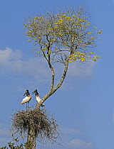 Jabiru Stork (Jabiru mycteria) pair on nest, Pantanal, Mato Grosso, Brazil