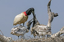 Jabiru Stork (Jabiru mycteria) parent feeding chicks, Pantanal, Mato Grosso, Brazil