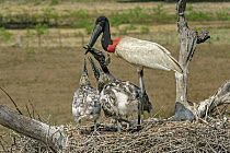 Jabiru Stork (Jabiru mycteria) parent feeding chicks, Pantanal, Mato Grosso, Brazil