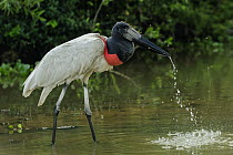 Jabiru Stork (Jabiru mycteria) drinking, Pantanal, Mato Grosso, Brazil