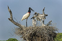 Jabiru Stork (Jabiru mycteria) parent at nest with begging chicks, Pantanal, Mato Grosso, Brazil