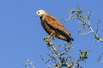 Black-collared Hawk (Busarellus nigricollis), Pantanal, Mato Grosso, Brazil