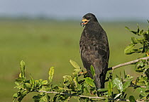 Great Black Hawk (Buteogallus urubitinga), Pantanal, Mato Grosso, Brazil
