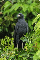 Great Black Hawk (Buteogallus urubitinga), Pantanal, Mato Grosso, Brazil
