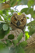 Great Horned Owl (Bubo virginianus) chick, Pantanal, Mato Grosso, Brazil