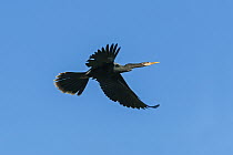 American Darter (Anhinga anhinga) flying, Pantanal, Mato Grosso, Brazil