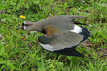 Southern Lapwing (Vanellus chilensis) in defensive posture, Pantanal, Mato Grosso, Brazil