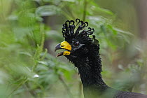 Bare-faced Curassow (Crax fasciolata) male calling, Pantanal, Mato Grosso, Brazil