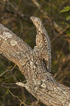 Great Potoo (Nyctibius grandis) camouflaged in tree, Pantanal, Mato Grosso, Brazil