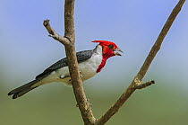 Red-crested Cardinal (Paroaria coronata) calling, Pantanal, Mato Grosso, Brazil